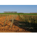 Piquet en PVC recyclé marron Ø 70 mm - 1,75 m en situation